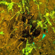 Laser-Stimulated Fluorescence (LSF) image of the pterosaur specimen.